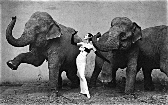 avedon_Dovina_with_Elephants2